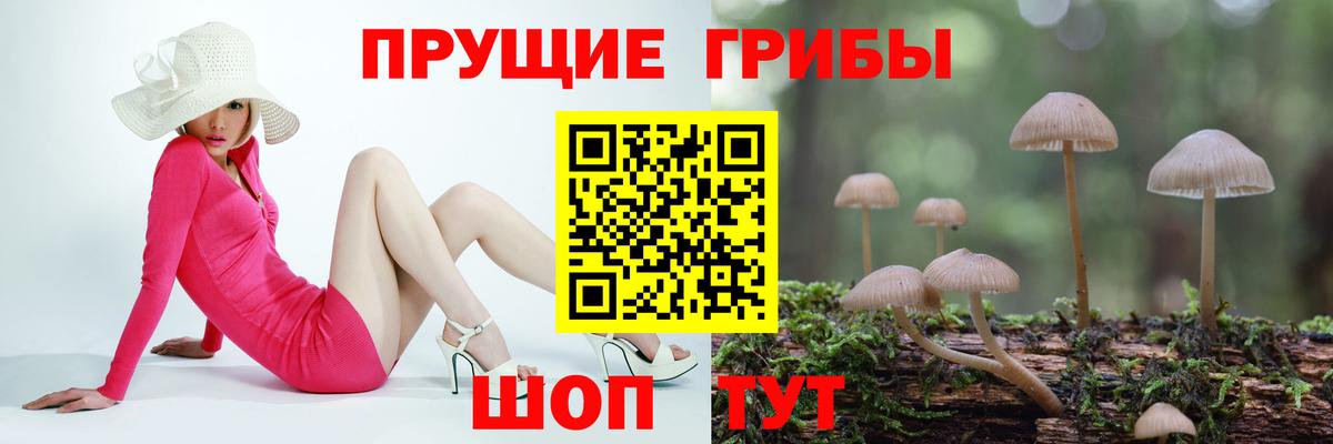 Псилоцибиновые грибы Psilocybine cubensis Берёзовский